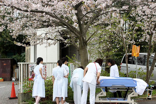 ohanami100old.jpg